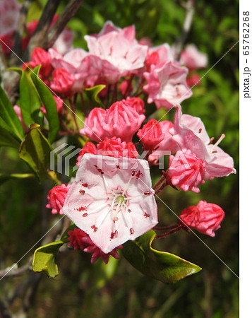 カルミア アメリカシャクナゲ の花と蕾の写真素材