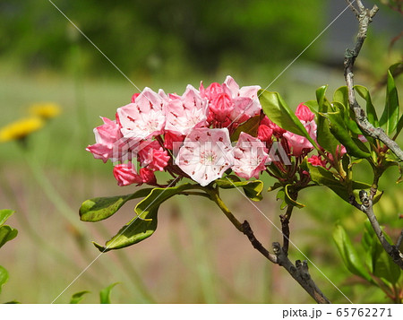 カルミア アメリカシャクナゲ の花と蕾の写真素材