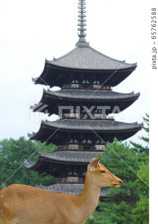 興福寺五重塔（奈良）の写真素材 [65762588] - PIXTA