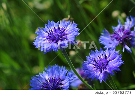 5月 川崎115ヤグルマギク・キク科・矢車菊 5月 川崎115ヤグルマギク・キク科・矢車菊 65762773