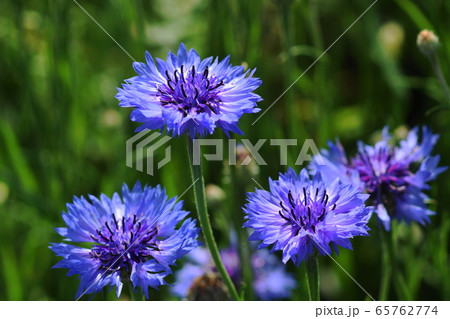 5月 川崎114ヤグルマギク・キク科・矢車菊 5月 川崎114ヤグルマギク・キク科・矢車菊 65762774