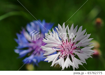5月　川崎112ﾔｸﾞﾙﾏｷﾞｸ･ｷｸ科･矢車菊 65762775