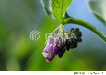 5月　川崎105ｺﾝﾌﾘｰ･ﾑﾗｻｷ科･ﾋﾚﾊﾘｿｳ 65762784