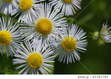 5月 川崎102ﾊﾙｼﾞｵﾝ ｷｸ科ﾊﾙｼﾞｮｵﾝの写真素材