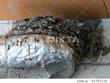 ツバメの巣 65763116