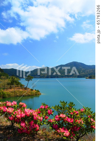 佐賀市大和中央公園ツクシイバラ園 65763266