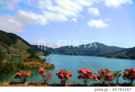 佐賀市大和中央公園ツクシイバラ園 佐賀市大和中央公園ツクシイバラ園 65763267