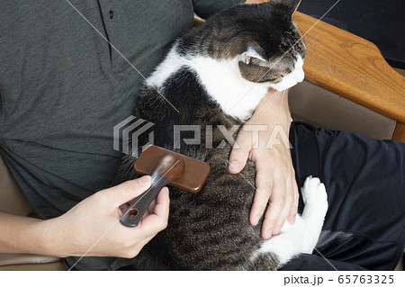猫のブラッシングをする男性 猫のブラッシングをする男性 65763325