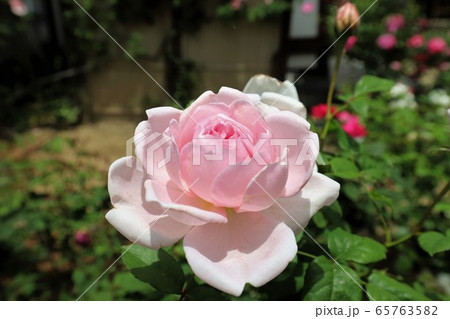 おふさ観音のバラ 65763582