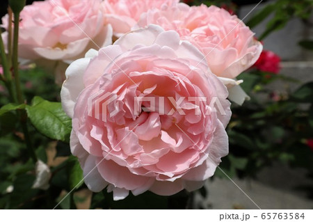 おふさ観音のバラ 65763584