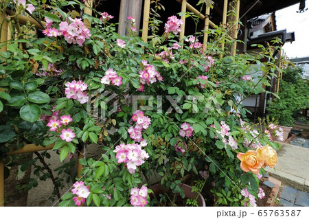 おふさ観音のバラ おふさ観音のバラ 65763587