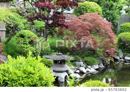 おふさ観音のバラ おふさ観音のバラ 65763602