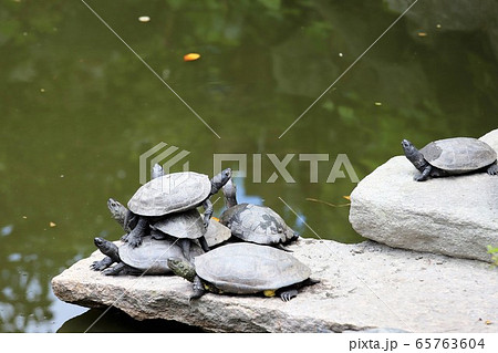 おふさ観音のバラ おふさ観音のバラ 65763604