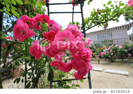 おふさ観音のバラ おふさ観音のバラ 65763614