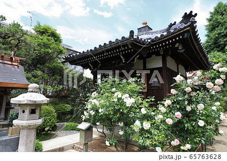 おふさ観音のバラ 65763628