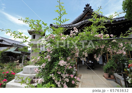 おふさ観音のバラ 65763632