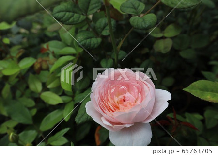 おふさ観音のバラ おふさ観音のバラ 65763705