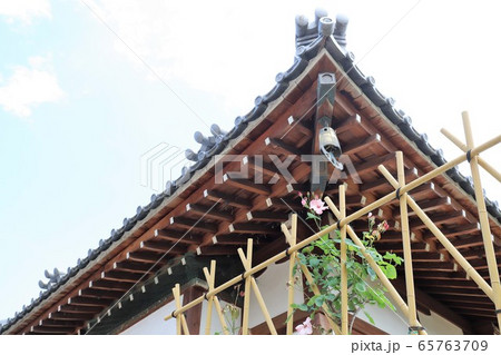 おふさ観音のバラ おふさ観音のバラ 65763709