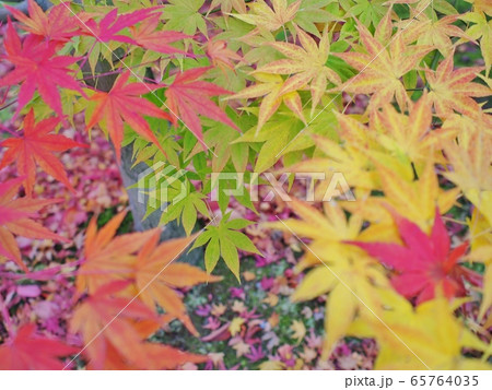 紅葉 65764035