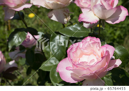 「蜂ヶ峯総合公園」薔薇・2020 65764455