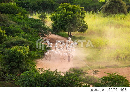 Oxen Herd in Bagan 65764463
