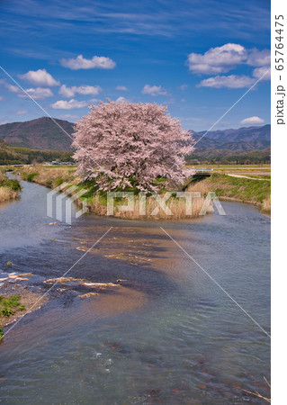 虎御前山の桜2020 虎御前山の桜2020 65764475
