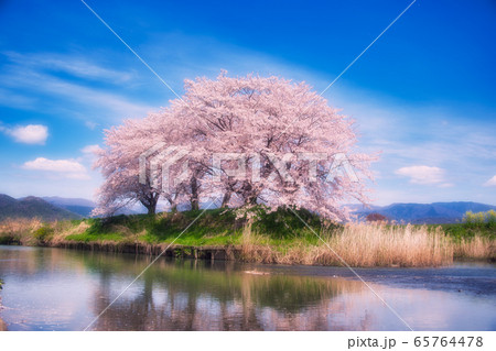虎御前山の桜2020 虎御前山の桜2020 65764478