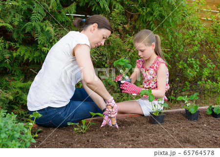 Mother and daughter planting young lettuce Mother and daughter planting young lettuce 65764578