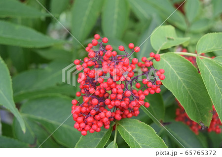 エゾニワトコ 65765372