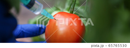 Injection vegetable for quick ripening tomato. Injection vegetable for quick ripening tomato. 65765530