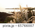 自然 ススキ 風景 65766007