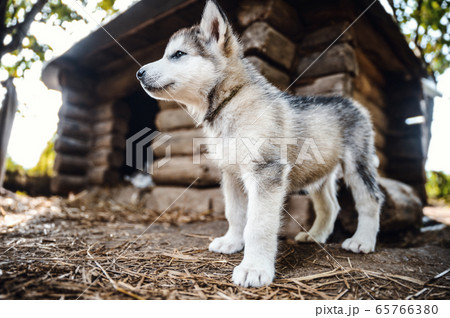 cute puppy alaskan malamute run on grass garden cute puppy alaskan malamute run on grass garden 65766380