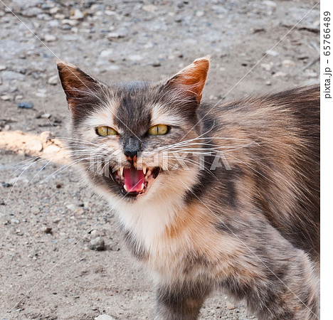 A meowing cat with a multi-colored color looks at the camera. 65766489