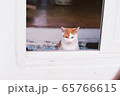 猫 ペット 屋外 65766615