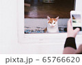 猫 動物 室内 65766620