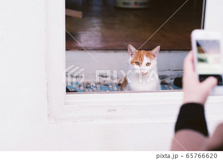 猫 動物 室内 65766620