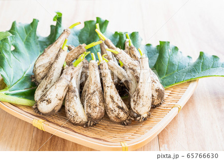 土付きらっきょう 土付きらっきょう 65766630