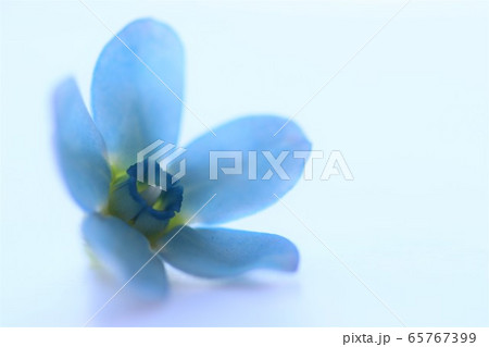 ブルースターの花びら 65767399