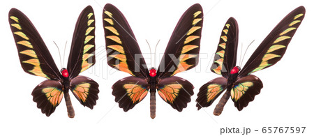 Set of colorful butterflies isolated on a white Set of colorful butterflies isolated on a white 65767597