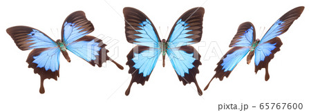 Set of colorful butterflies isolated on a white Set of colorful butterflies isolated on a white 65767600