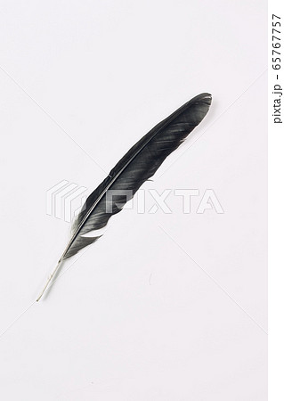 Different feathers of birds, gulls, pigeons. A gentle flying pattern. Different feathers of birds, gulls, pigeons. A gentle flying pattern. 65767757