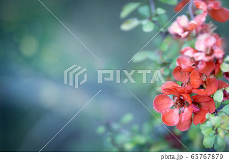 Quince flowers with copy space Quince flowers with copy space 65767879