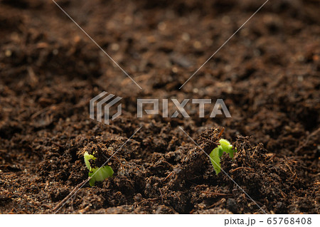 Two young sprouts of a cucumber hatch from under the ground. Growing vegetables, seedling care concept Two young sprouts of a cucumber hatch from under the ground. Growing vegetables, seedling care concept 65768408