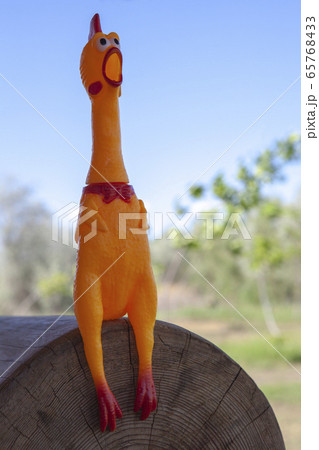 image of toy rubber chicken  65768433