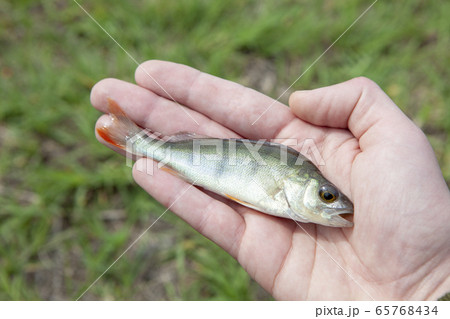 image of fish hand grass background image of fish hand grass background 65768434