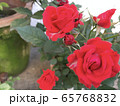 薔薇 65768832