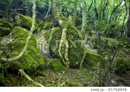男池の木 根 男池の木 根 65768948