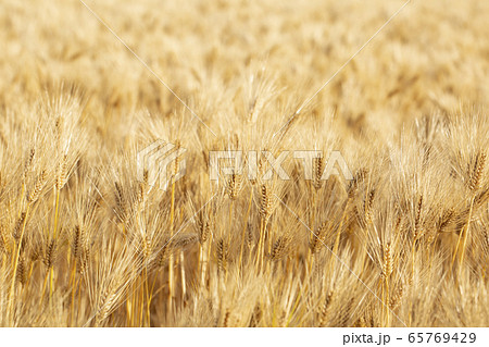大麦畑 65769429