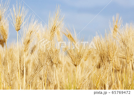 大麦の穂 65769472