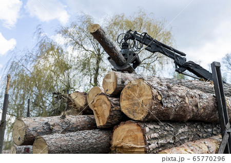 Loading heavy industrial truck trailer with big timber pine, spruce, cedar logs by crane grab loader tractor machine. Pile coniferous lumber shipping at sawmill. Deforestation and nature exploitation 65770296